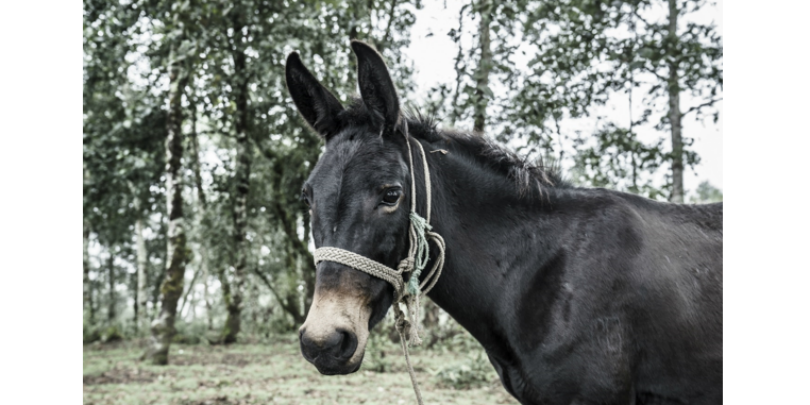 Mule in Guatemala Mule in Guatemala