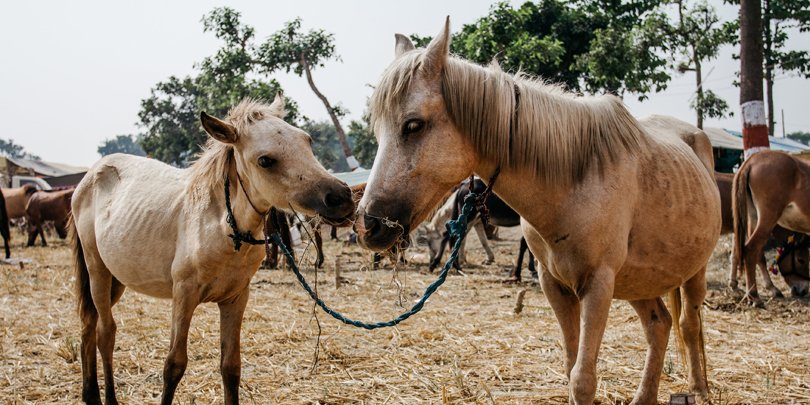 Mare and Foal Mare and Foal