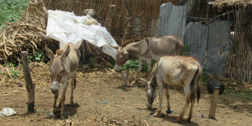 Malnourished donkeys in Senegal Malnourished donkeys in Senegal