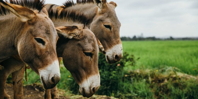 Timber carrying donkeys in Kenya Timber carrying donkeys in Kenya