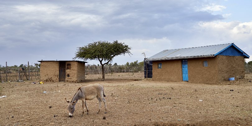 Donkey in Kenya