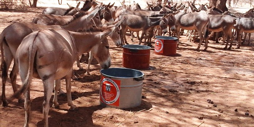 Water delivery reaches donkeys in Turkana Donkeys after water has been delivered in Turkana