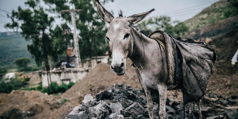 Coal mine donkey in Pakistan Coal mine donkey in Pakistan