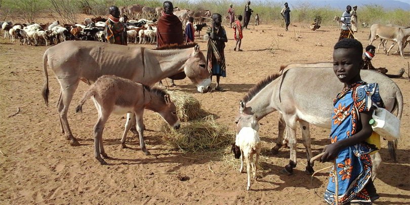 Boy and family's donkeys A boy watches over his family's donkeys