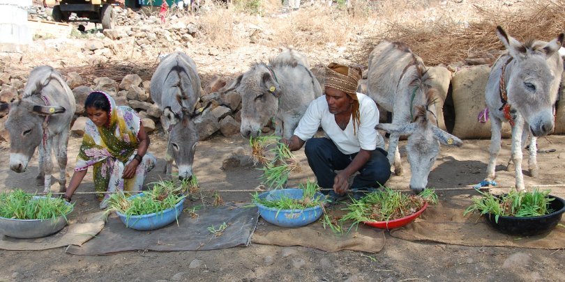 donkeys eating food - india donkeys eating food - india