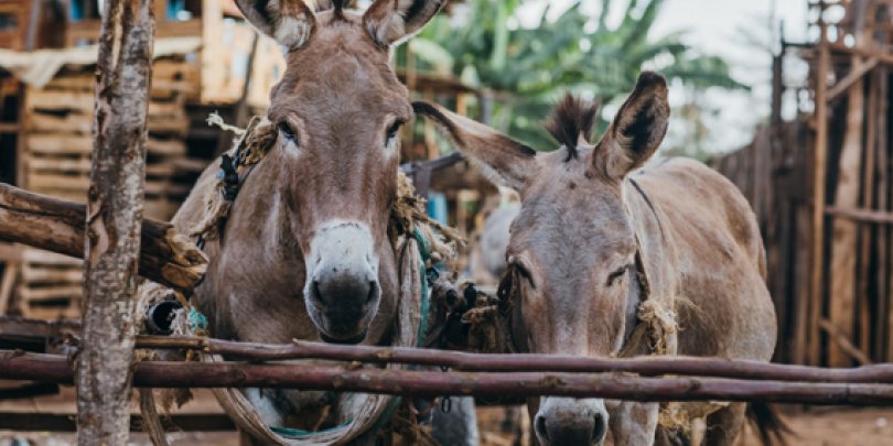 Donkeys in kenya
