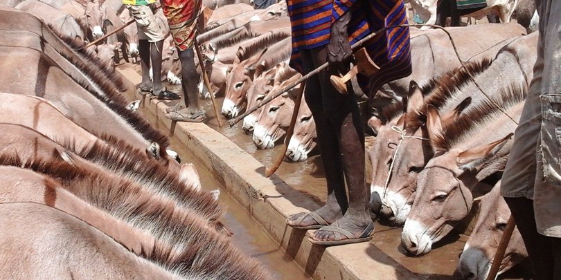 Donkeys drinking after waiting three days Donkeys drinking after waiting at the water point for three days