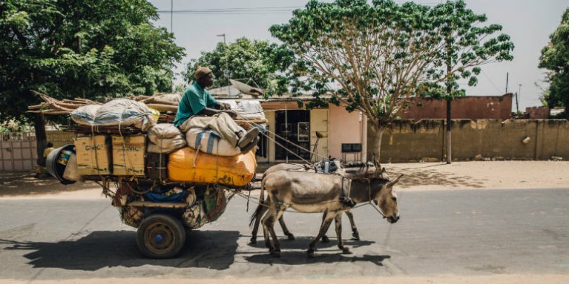 Donkeys pull heavy load in Senegal Donkeys pull heavy load in Senegal