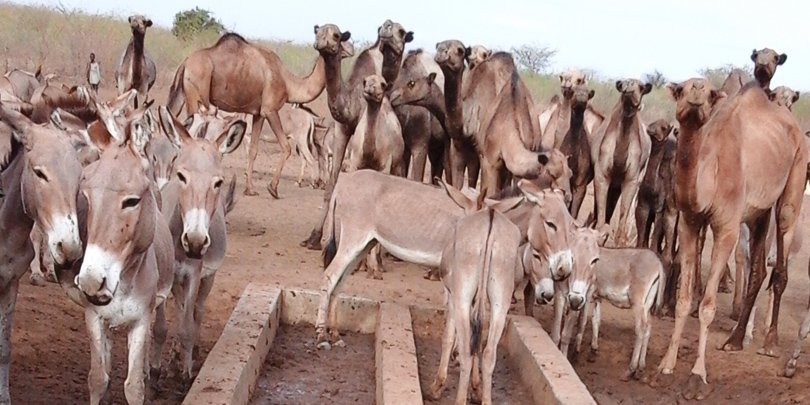 Donkeys at empty water troughs Empty water troughs before fuel arrives for the borehole