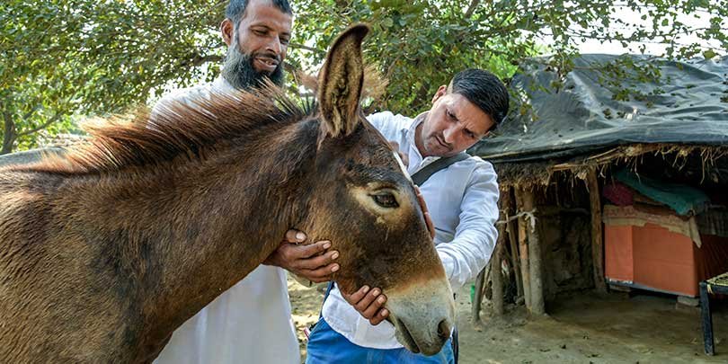 Animal Health Practitioner Gulfam Ali