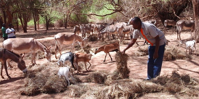 Hay spread for donkeys to feed Brooke East Africa's James Kithuka spreads hay for donkeys to feed