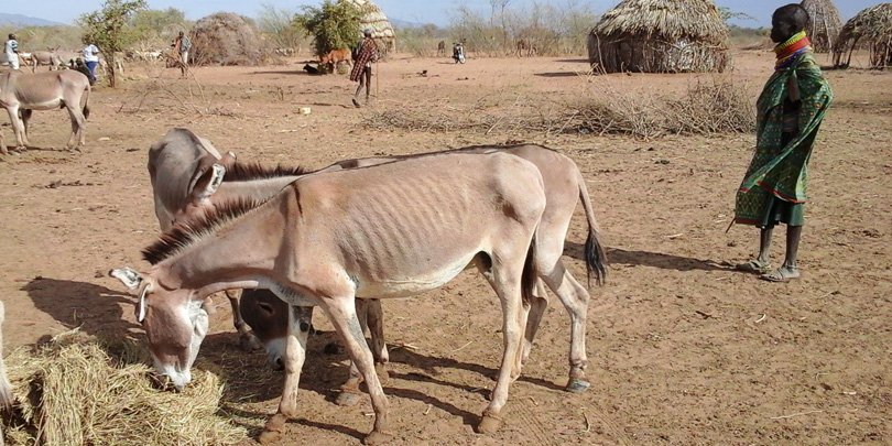 Girl with her donkey eating donated hay A young girl looks after her donkey as it eats donated hay in Turkana