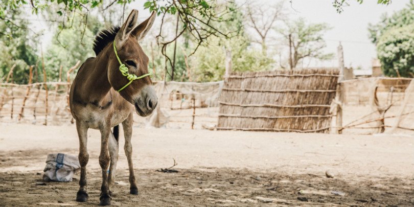 Donkey in Senegal Donkey in Senegal