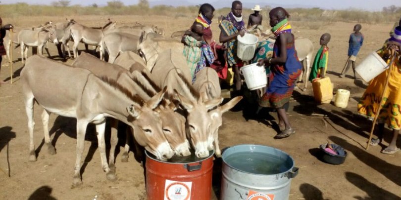 Donkeys quenching their thirst in Nanam (Turkan County) Donkeys quenching their thirst in Nanam (Turkan County)