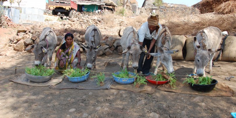 Donkeys enjoying maize and shoots grown through the Hydroponics project Donkeys enjoying maize and shoots grown through the Hydroponics project
