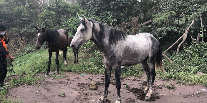 Horses in the aftermath of volcano eruptions Horses in the aftermath of volcano eruptions