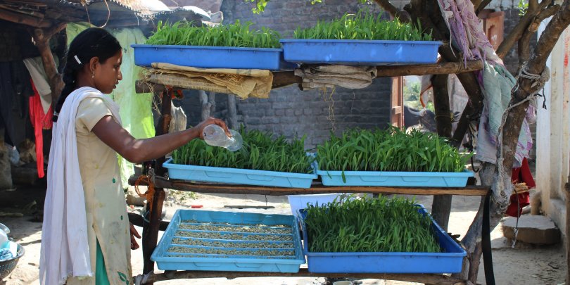 Local woman watering her crops, innovatively stacked using household items. Local woman watering her crops, innovatively stacked using household items.
