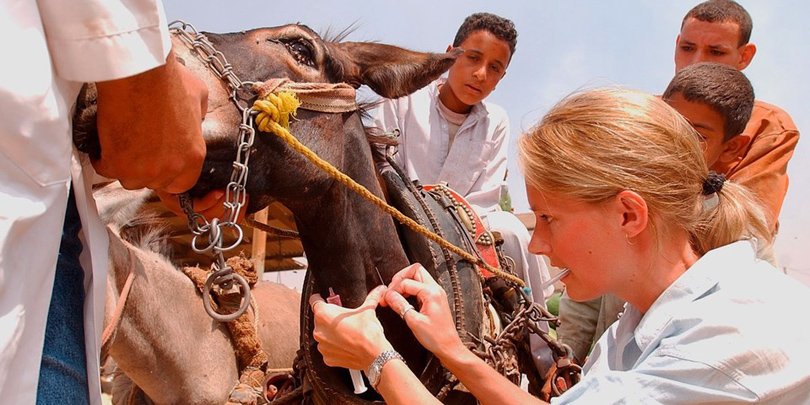 Emma Goodman-Milne Emma Goodman-Milne treats working equines