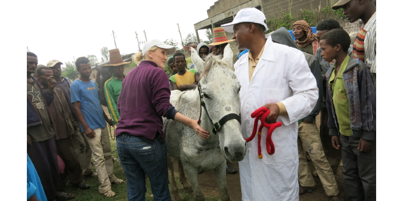 Ashleigh assessing a gharry horse with a vet in Ethiopia Ashleigh assessing a gharry horse with a vet in Ethiopia