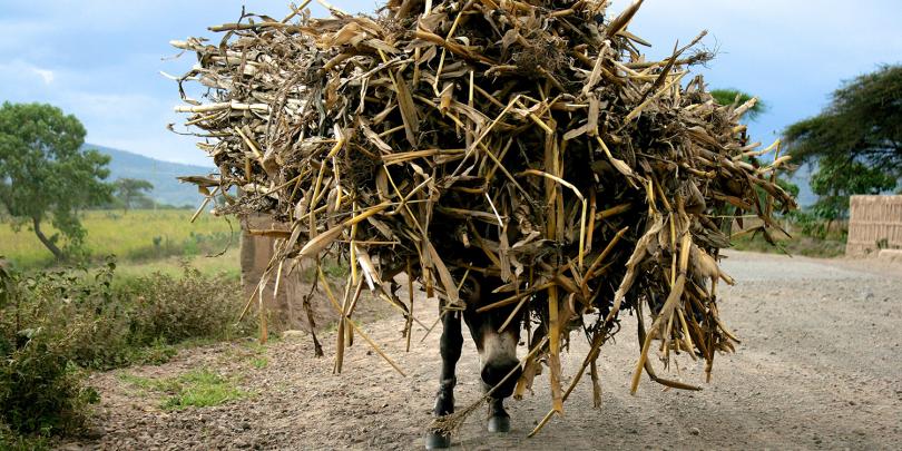 Donkey carrying fodder, Halaba, Ethiopia Donkey carrying fodder, Halaba, Ethiopia