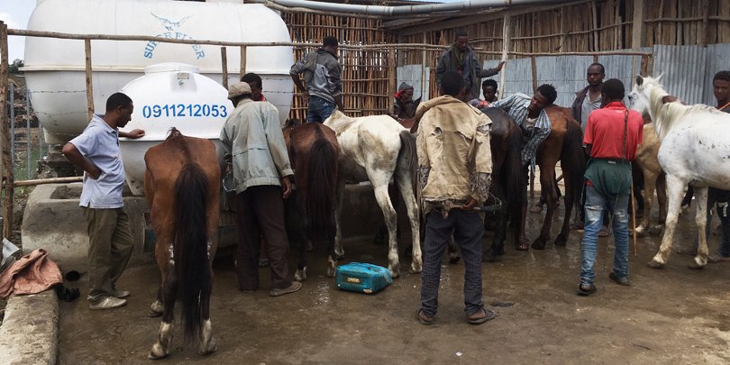 Gharry horses drinking outside shelter, Ethiopia Gharry horses drinking outside a shelter, Halaba, Ethiopia