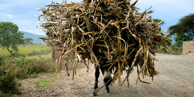 A donkey carrying goods A donkey carrying goods