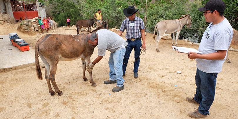 Welfare assessment by our partner in Guatemala