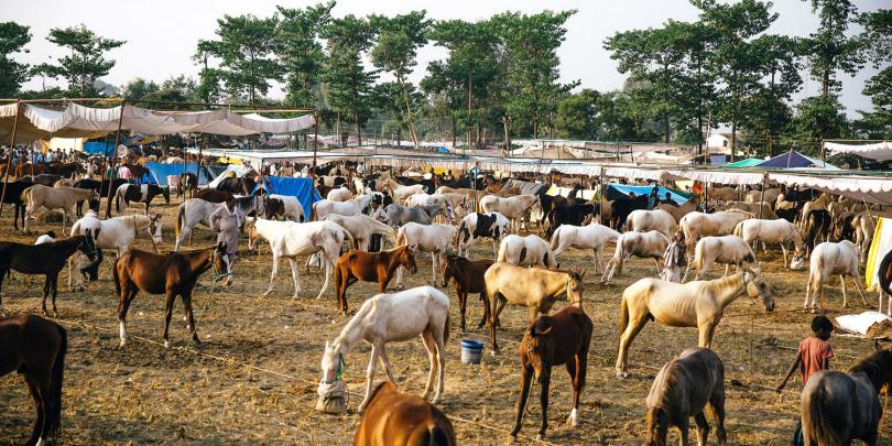 Animals grazing at an equine fair in India Animals grazing at an equine fair in India