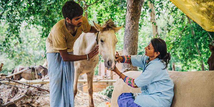 A Brooke-trained community based animal health worker treats a horse in India A Brooke-trained community based animal health worker treats a horse in India