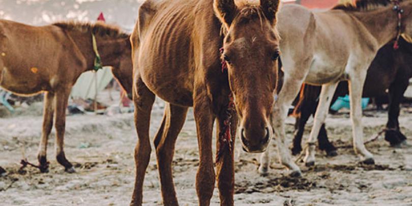 Horses at the Dewa equine fair in India