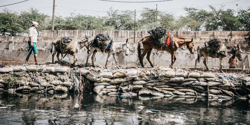 Equines walking along a polluted river in India Equines walking along a polluted river in India