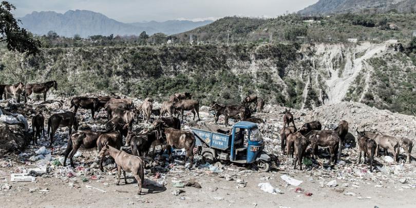 Equines at a rubbish tip near a shrine in Kashmir. Credit/Copyright - Richard Dunwoody MBE Equines at a rubbish tip near a shrine in Kashmir. Credit/Copyright - Richard Dunwoody MBE