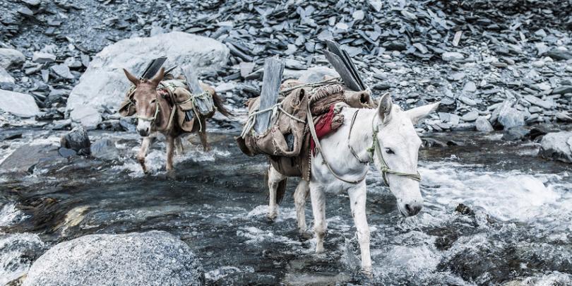 Equines carrying slate across a river. Credit/Copyright - Richard Dunwoody MBE Equines carrying slate across a river. Credit/Copyright - Richard Dunwoody MBE