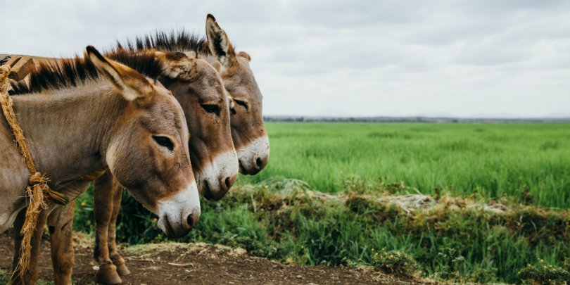 Three water carrying donkeys, Mwea, Kenya Three water carrying donkeys, Mwea, Kenya