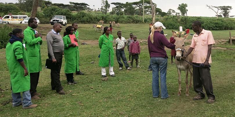 Welfare assessment of a donkey in Kenya