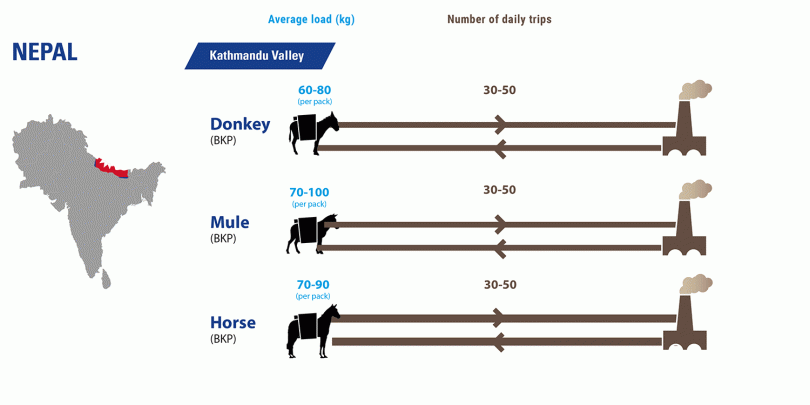 Infographic showing the average load and distances of working equines Infographic showing the average load and distances of working equines