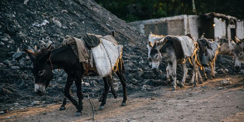 Donkeys working at a Pakistan coal mine