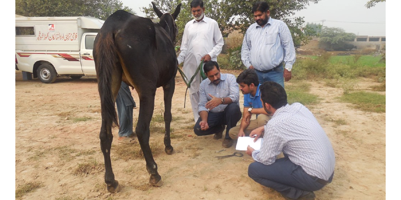 Javed doing a practical demonstration on the farriery mentoring framework (FMF) Javed demonstrating the farriery mentoring framework to team members