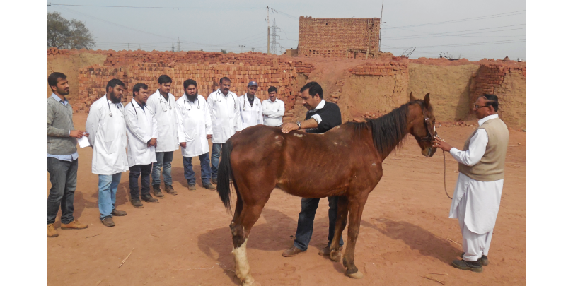 Dr Gondal training Brooke veterinarians on a detailed clinical examination of an equid in Pakistan Man teaching Brooke veterinarians on clinical examination of equid