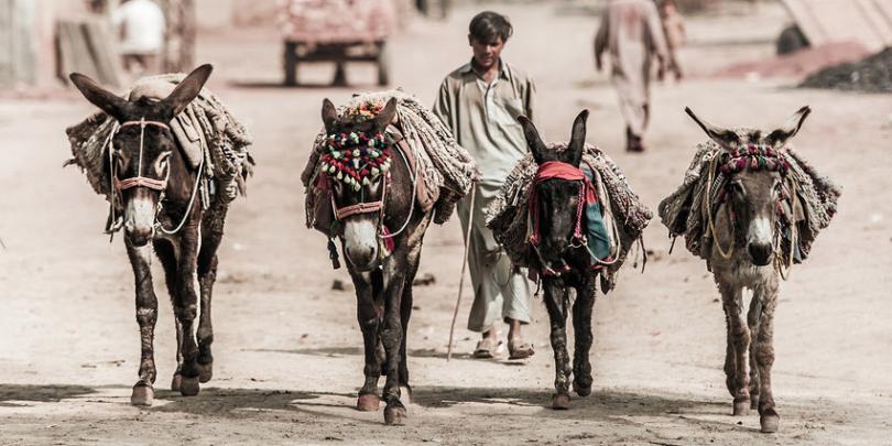 Four donkeys during a break at a brick kiln in Gujarnwala, Pakistan. Credit/Copyright - Richard Dunwoody MBE Four donkeys during a break at a brick kiln in Gujarnwala, Pakistan. Credit/Copyright - Richard Dunwoody MBE