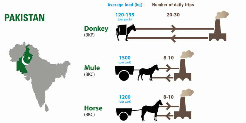Infographic showing the average load and distances of working equines Infographic showing the average load and distances of working equines