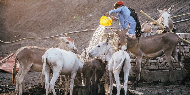 An owner providing water for equines working at a coal mine in Pakistan An owner providing water for equines working at a coal mine in Pakistan