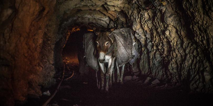 A donkey working in a coal mine, Pakistan A donkey working in a coal mine, Pakistan