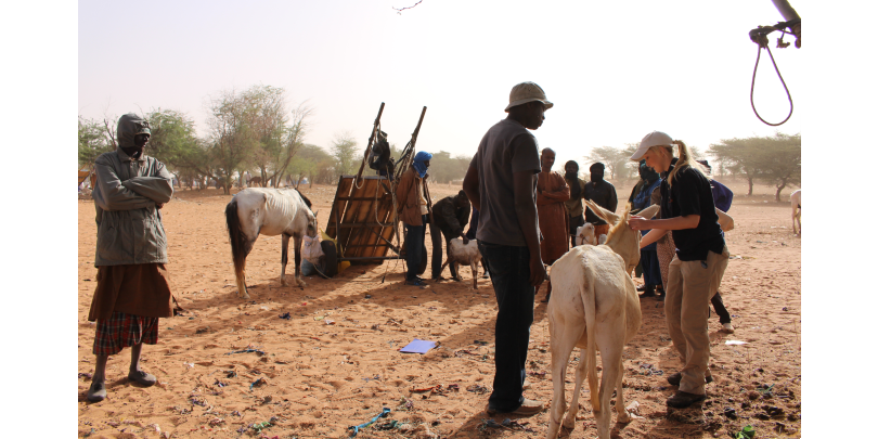 Ashleigh examining an equid in Senegal Ashleigh examining an equid in Senegal