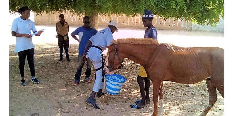 Dr Ndiaye (left) assesses and mentors a farrier in Senegal using the farriery mentoring framework Dr Ndiaye with a horse in Senegal