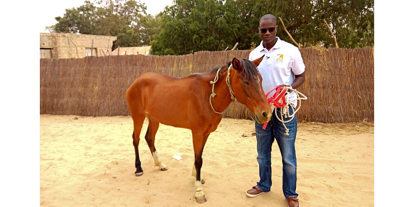 Dr Seck assessing the welfare of a horse in Senegal Dr Mactar Seck and horse in Senegal