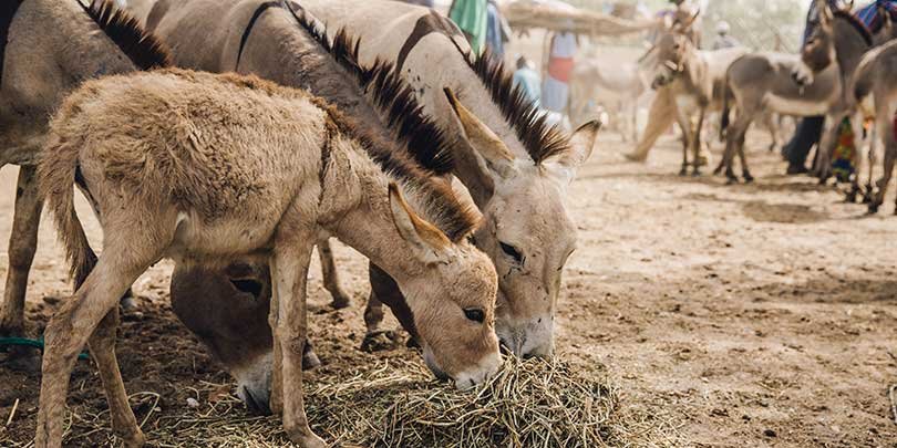 Donkeys in Senegal