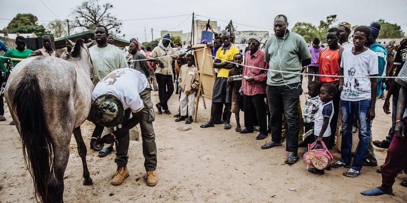 A man demonstrating hoof care in Senegal A man demonstrating hoof care in Senegal