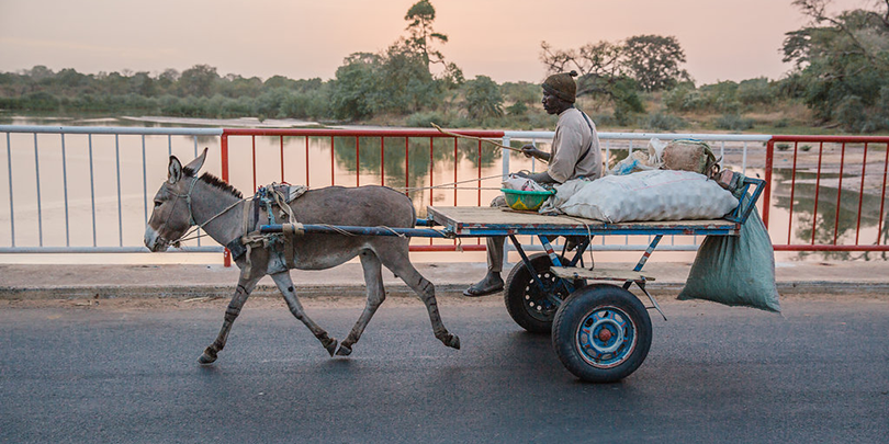 A donkey pulling a cart A donkey pulling a cart