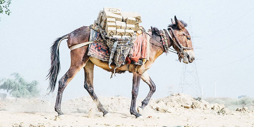 An equine carrying bricks An equine carrying bricks